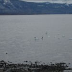 16jul: Cisnes Puerto Natales