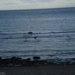 Gaviota
